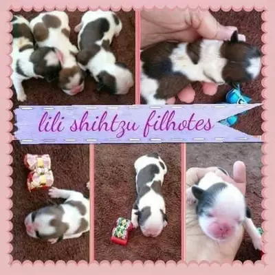 Filhotes de Shih Tzu Lili